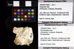 Foto (Objket + Etiketten) von Mundopsidae indet. 